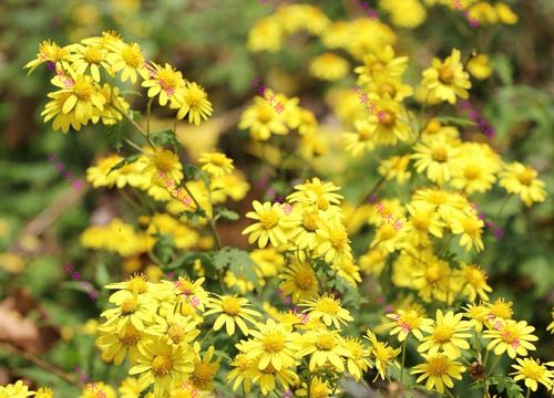 集园林景观,地被恢复和药用价值于一身的甘野菊