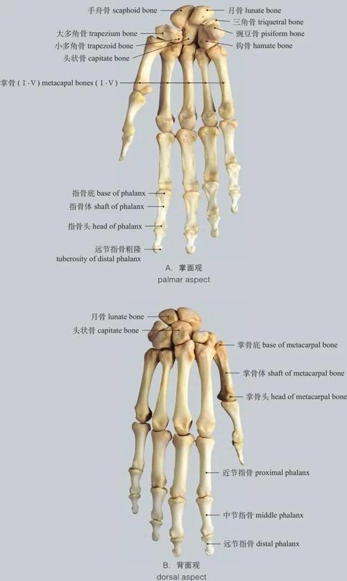 图1-37 手骨bones of hand