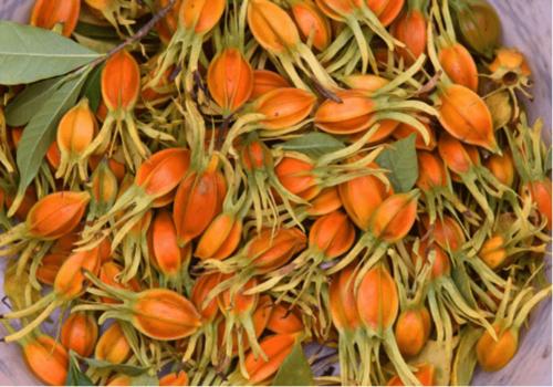 黄栀子的功效和作用不知道?明白这些你一定会大吃一惊