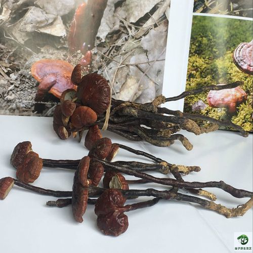 海南野生灵芝王