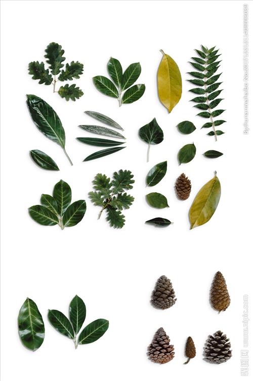 免抠植物叶子标本松子png素材图片