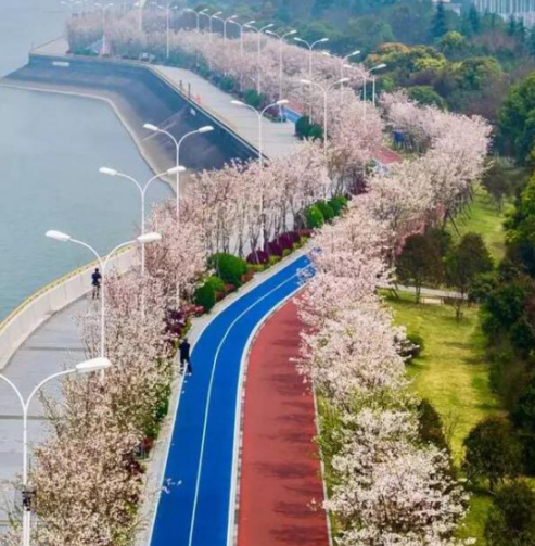 >杭州跑道颜值担当 不止在滨江却仅为少数人所享 除了滨江的樱花跑道