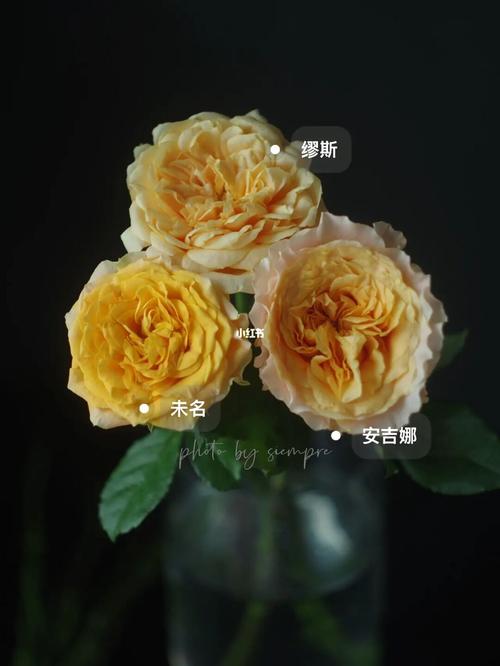 单头玫瑰测试品种_缪斯女神_家居家装_家居装饰_花艺