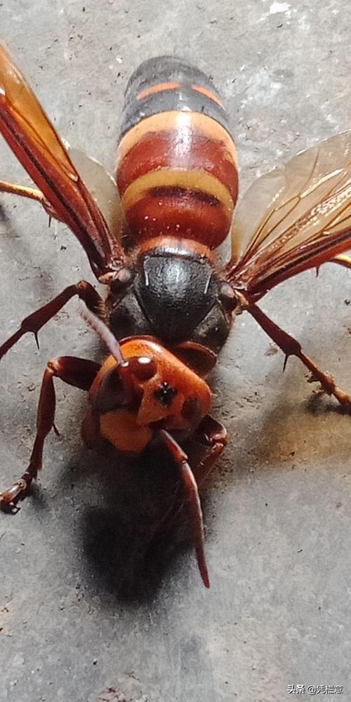 黑尾虎头蜂