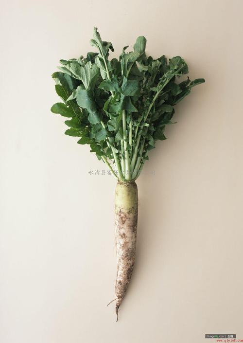 白萝卜叶