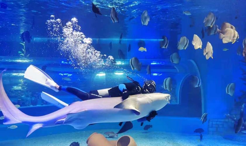 景区相册城市新地标景点地址:天津市河西区文化中心海底世界地图开放