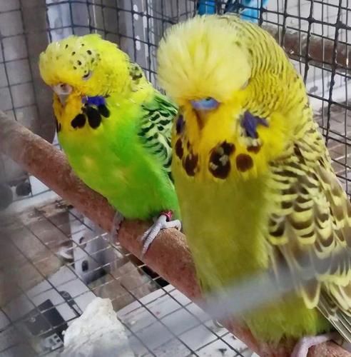 虎皮鹦鹉的颜色配对表,附公式,带你解锁基因玩法