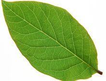 大多数双子叶植物的叶菊有网状脉. 平行脉——叶脉互不交