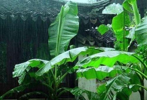 雨打芭蕉,几人相思几人愁?