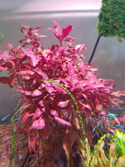 【水草】出迷你矮和红玫瑰