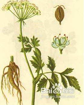 藁本的功效与作用