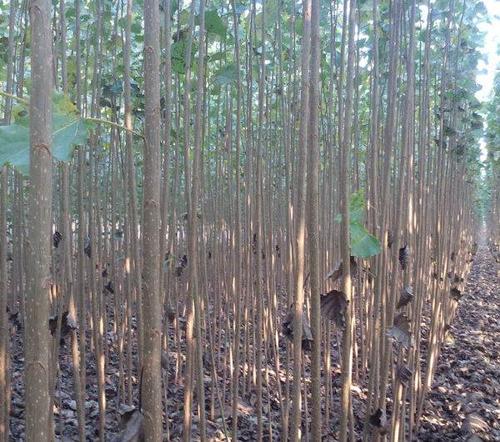 鲁源杨树苗良种杨树苗繁育基地位于山东省