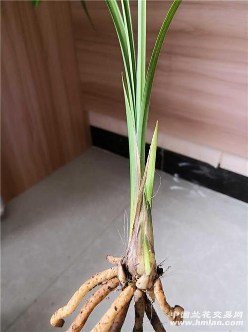 春剑红霞素1发2