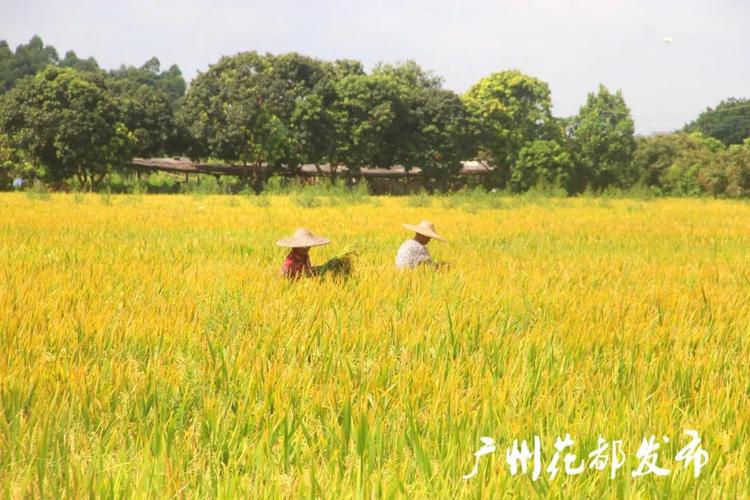 花都这里一片金黄,2000多亩水稻开割啦