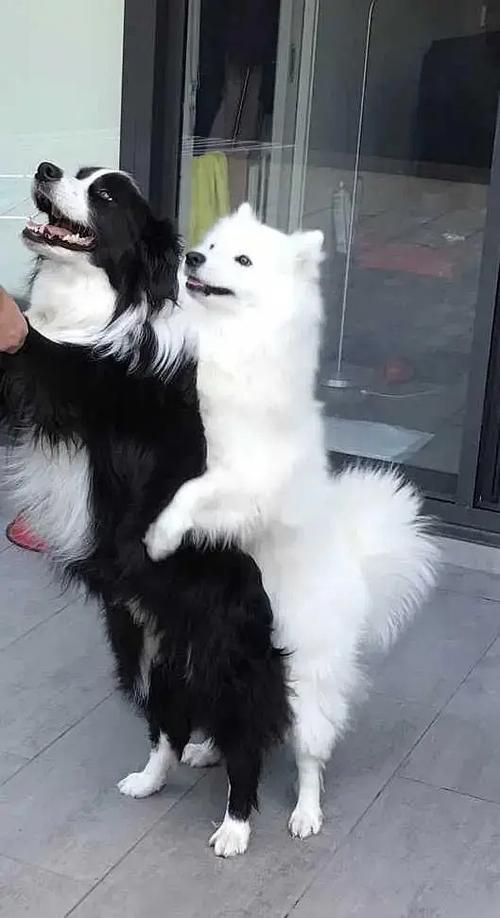 宋亚轩刘耀文速速来拍结婚照