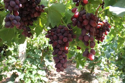 这些鲜红透亮的葡萄产自戈壁荒滩万亩葡萄园,年产值逾