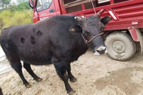 0/斤 公土黄牛纯放养