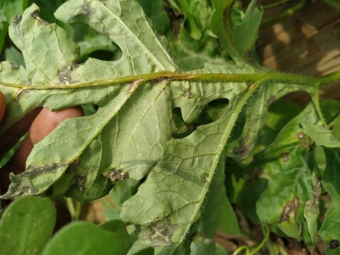 防治西瓜炭疽病有妙招