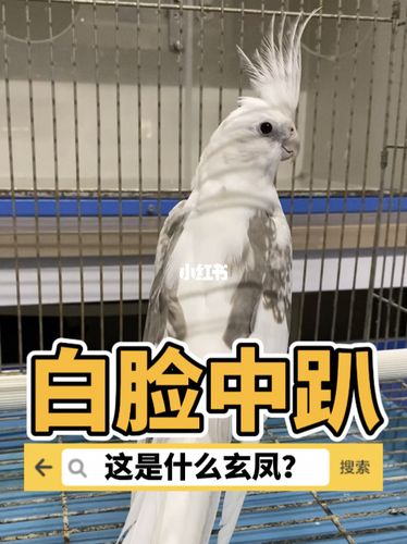 玄凤鹦鹉品种辨别【这是什么玄凤?