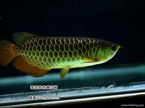 顶级古典过背金龙鱼