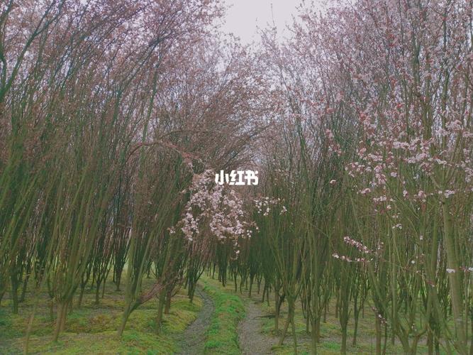 开头误以为是樱花,后来才知道是紫叶李,花大片大片的,有很多棵树,坐5