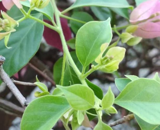 三角梅枝条上这种"小芽点"是花芽,不能去修剪,不然影响开花