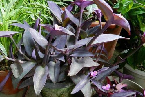 彩色植物-紫叶鸭跖草,别名紫叶草,紫竹梅,紫锦草,江苏富春园林苗圃