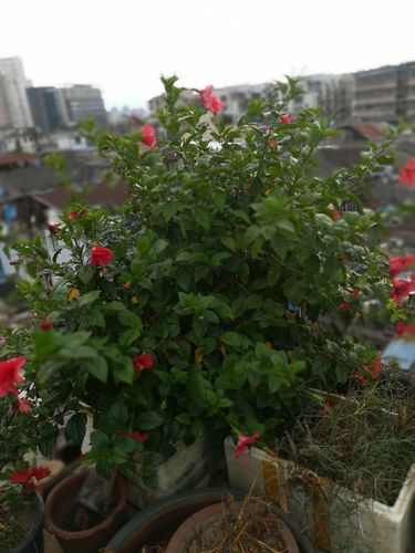牡丹花观察日记