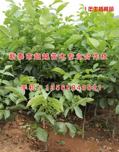 核桃苗5公分核桃苗新泰超越苗木优质商家