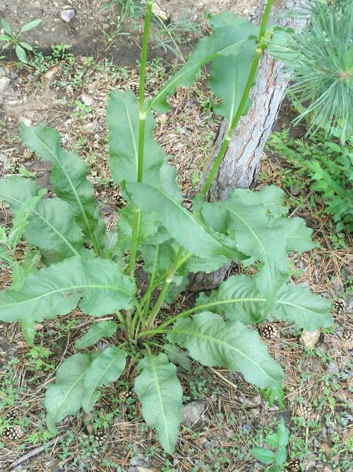 酸模～蓼科酸模属多年生植物,也叫野菠菜,土大黄.基生叶莲坐形,长,大.