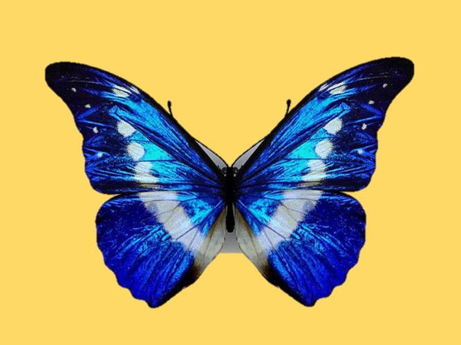 蓝尾翠凤蝶