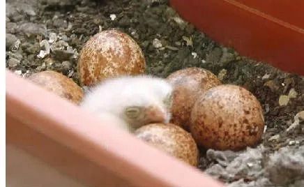 如果一觉醒来,你发现你家窗外来了一窝红隼