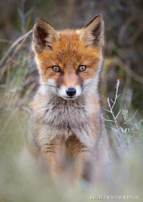 民间故事王升强抢野狐天书狐狸多次讨要不得展开报复
