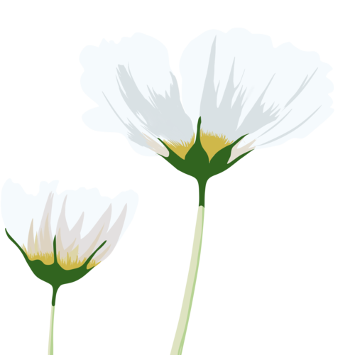 小白花装饰小花卡通手绘高清矢量