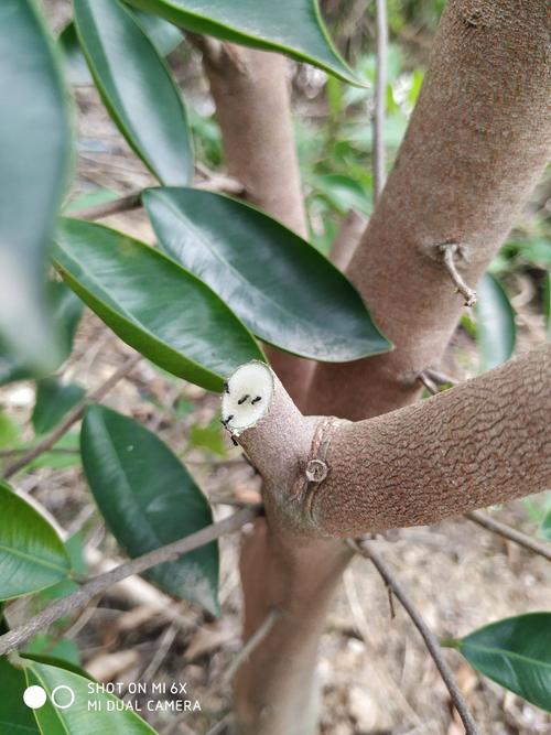 奇楠沉香树 沉香奇楠木 正宗奇楠木嫁接苗 带泥发货2年苗1米5至2米