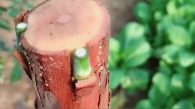 用山木香嫁接月季,一般采用这种方法操作,简单易学