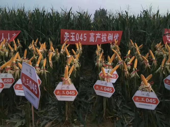 大棒 高抗 耐密 粮饲兼用〕先玉045