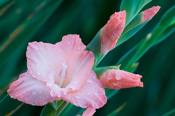 金鱼草花语是什么金鱼草花语寓意