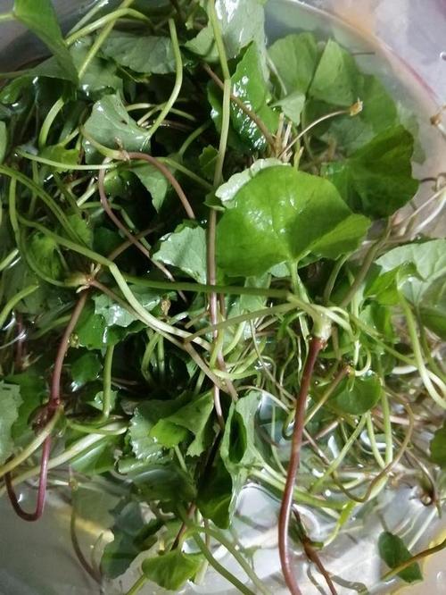农村摘来的雷公根白花菜告诉你怎么吃最美味