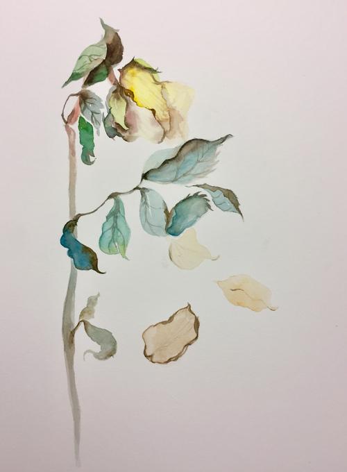 枯萎的花