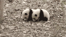 滚来滚去的滚滚