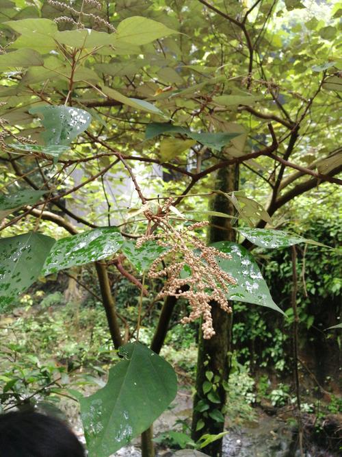 鼎湖山植物考察20180819