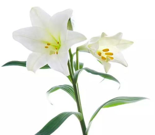 心理学:你最喜欢哪一朵百合花?测出你身边谁最在乎你