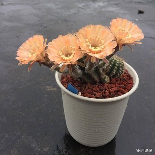席克氏彩草粉钻石,貌似不对版,不过反正也是粉色,那就当做是粉钻石吧.