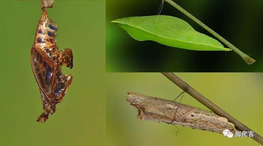 打一动物:越变态越美丽的是?_蝴蝶