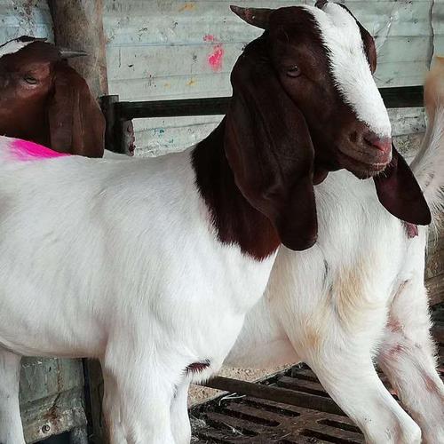 改良波尔山羊批发(景县) - 河北爱喊话信息网