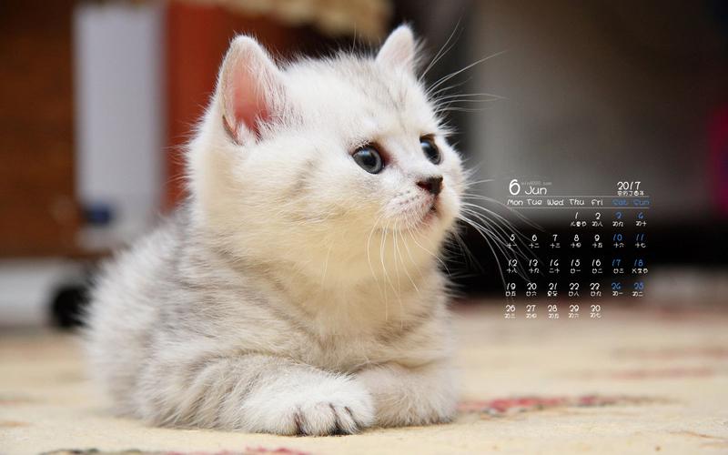 2017年6月行为艺术的猫咪高清日历壁纸