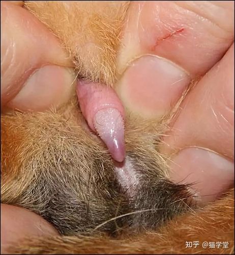 成熟的未阉割的公猫,阴茎会有一些称为"倒钩"的小的角质突起.