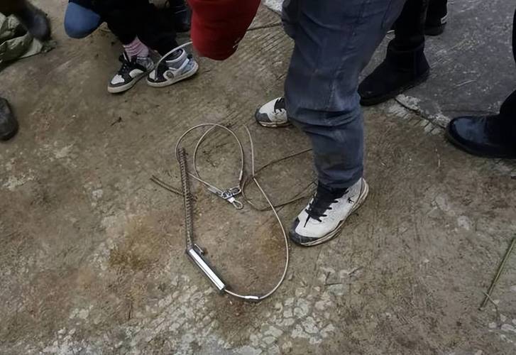 当野猪穿行而过的时候,钢丝绳就会将野猪的脖子牢牢套住