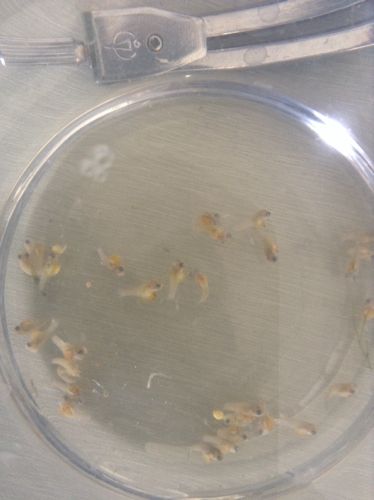 玛丽鱼生的小鱼全死了,怎么回事?